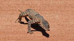 Varanus giganteus