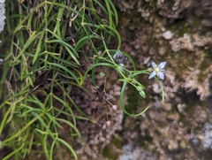 Moehringia muscosa