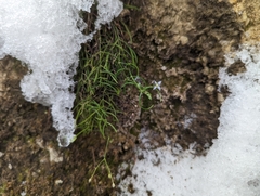 Moehringia muscosa