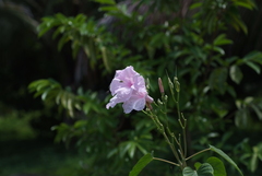 Ipomoea carnea