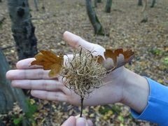 Andricus caputmedusae