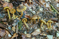 Cortinarius olivaceofuscus