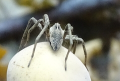 Pisaura