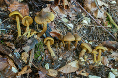 Cortinarius olivaceofuscus