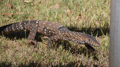 Varanus giganteus