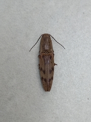 Conoderus fuscofasciatus