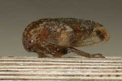 Ophiderma