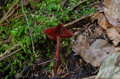Cortinarius mirandus
