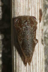 Ophiderma