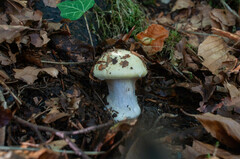 Phlegmacium amoenolens