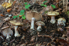 Phlegmacium amoenolens