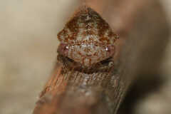 Ophiderma