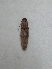 Conoderus fuscofasciatus