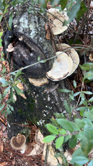 Trametes cubensis
