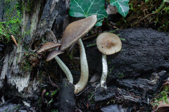 Cystoagaricus lepidotoides
