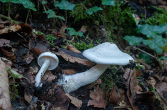 Clitocybe truncicola