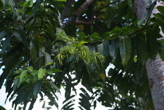 Cananga odorata