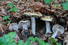 Phlegmacium amoenolens