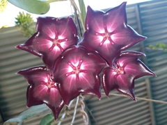 Hoya macgillivrayi