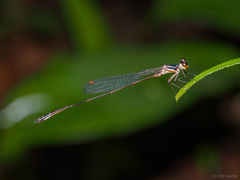 Drepanosticta actaeon