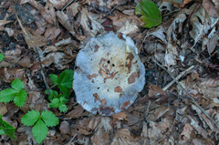 Cortinarius caerulescens