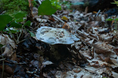 Cortinarius caerulescens