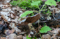 Cortinarius caerulescens