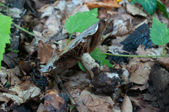 Cortinarius caerulescens