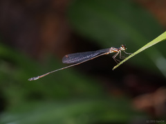 Drepanosticta actaeon