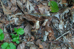 Cortinarius caerulescens