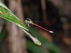 Rhinagrion borneense