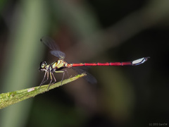Rhinagrion borneense