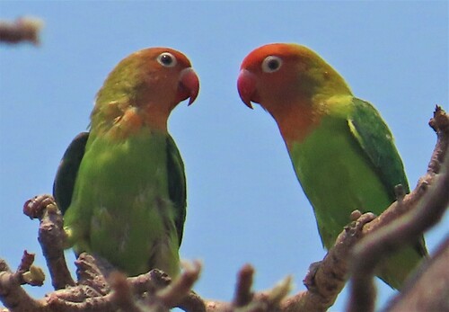Lilian's Lovebird (Agapornis lilianae)