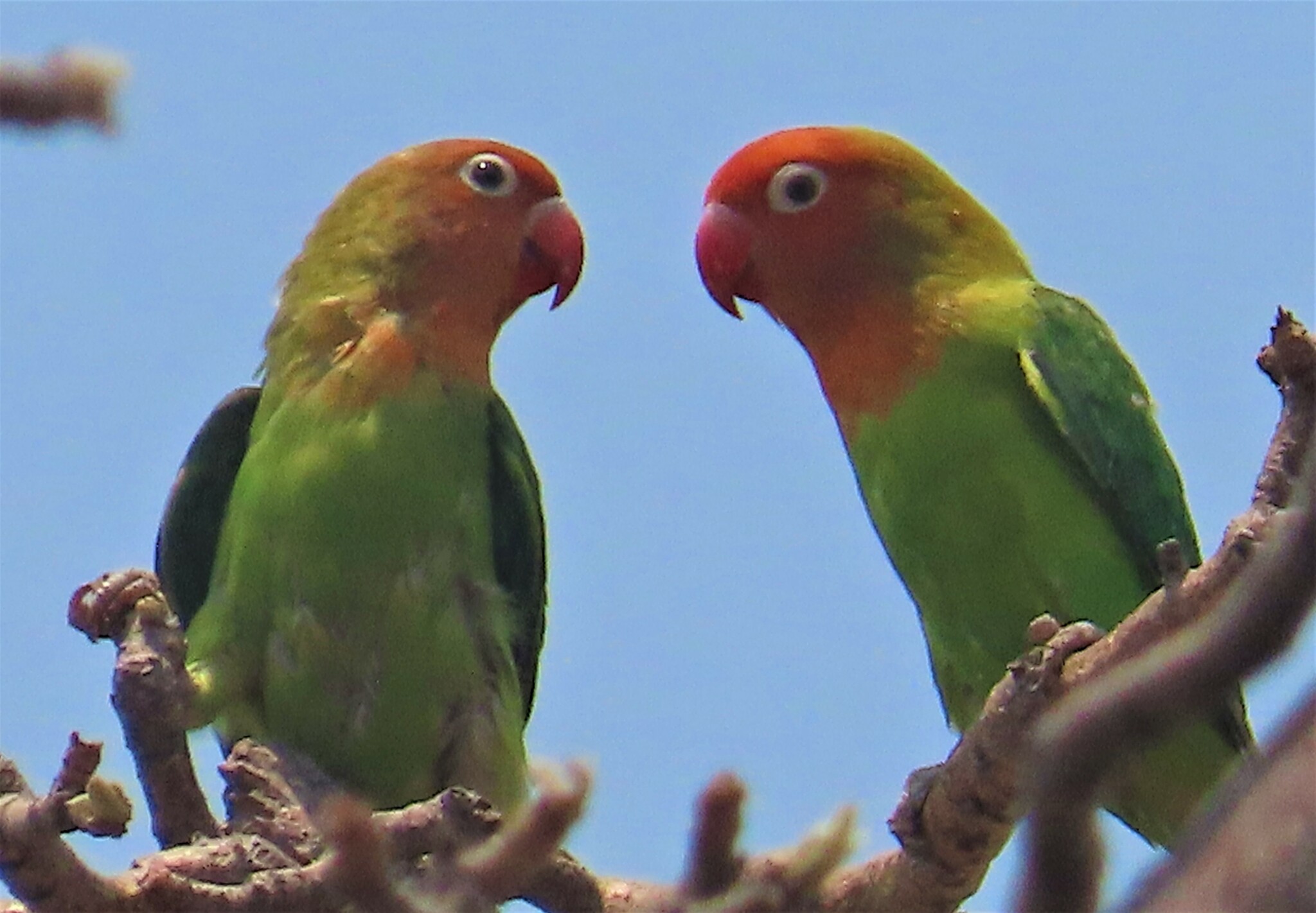 Lilian's Lovebird illustration