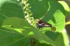 Aguna asander asander