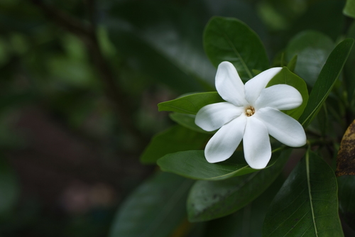 Gardenia taitensis observed 2019-01-09