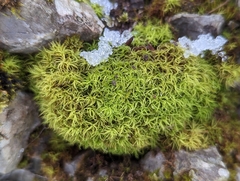 Tortella