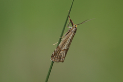 Thisanotia chrysonuchella