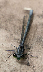 Pseudagrion furcigerum