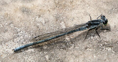 Pseudagrion furcigerum