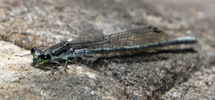 Pseudagrion furcigerum