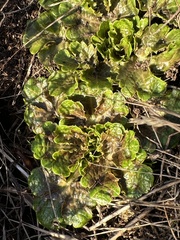 Sanicula arctopoides