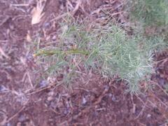 Asparagus multiflorus