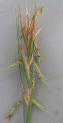 Cymbopogon pospischilii