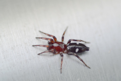 Poecilochroa
