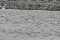 Chroicocephalus ridibundus