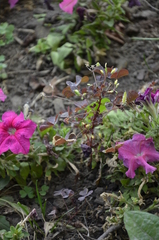 Oxalis stricta rufa