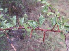 Gymnosporia maranguensis