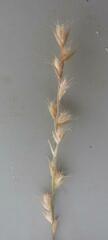 Schmidtia pappophoroides