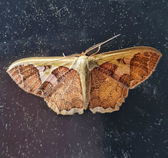 Zythos avellanea